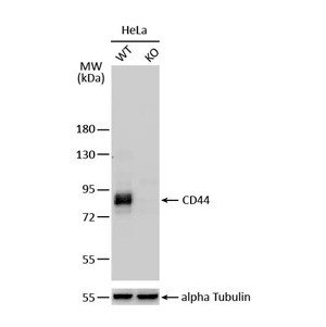 CD44 antibody [GT462] (GTX628895)