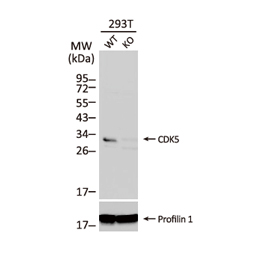 CDK5 antibody [C2C3], C-term (GTX108328)