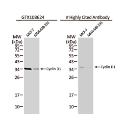 Cyclin D1 antibody (GTX108624)