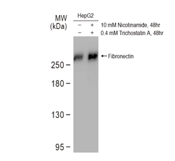 Fibronectin antibody
(GTX112794)