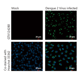 Dengue virus NS1 protein antibody (GTX124280)