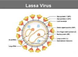 Lassa Virus