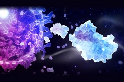 新型白细胞介素-6 (IL-6)兔重组单克隆抗体