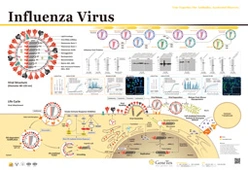 海报 - Influenza Virus