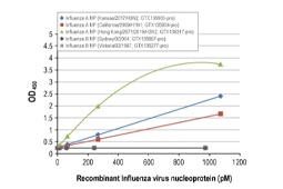 甲型流感和乙型流感重组单克隆抗体