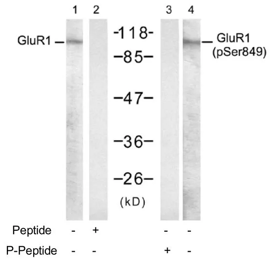 Glur Phospho Ser Gtx Genetex