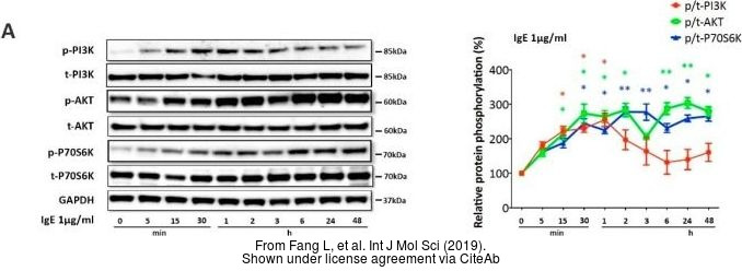 Pi Kinase P Phospho Tyr P Phospho Tyr Gtx