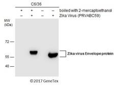 Zika Virus Envelope Protein Gt Gtx Genetex